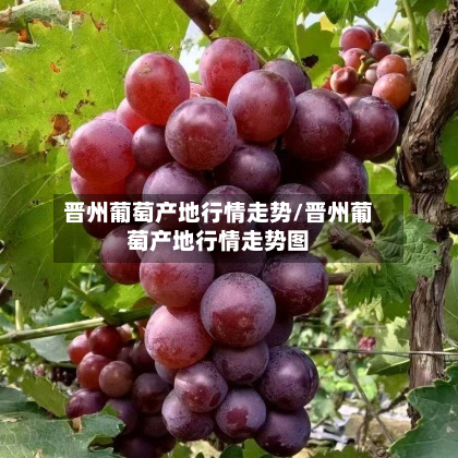 晋州葡萄产地行情走势/晋州葡萄产地行情走势图-第1张图片