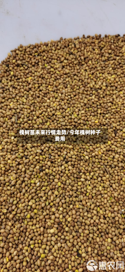槐树苗未来行情走势/今年槐树种子费用-第1张图片