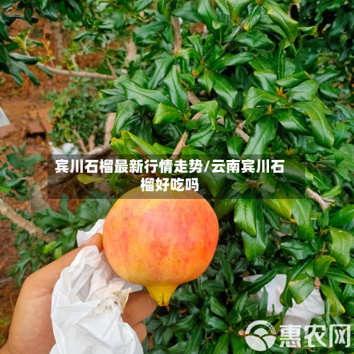 宾川石榴最新行情走势/云南宾川石榴好吃吗-第1张图片