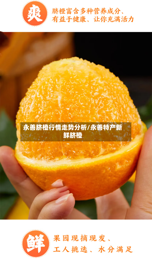 永善脐橙行情走势分析/永善特产新鲜脐橙-第1张图片