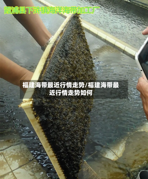 福建海带最近行情走势/福建海带最近行情走势如何-第1张图片