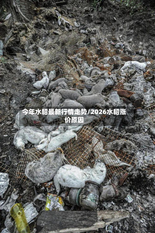 今年水貂最新行情走势/2026水貂涨价原因-第1张图片