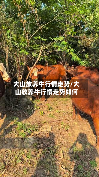 大山放养牛行情走势/大山放养牛行情走势如何-第3张图片