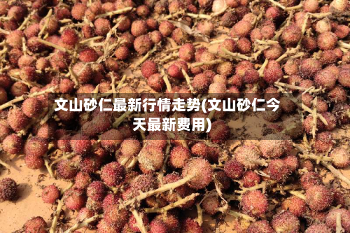 文山砂仁最新行情走势(文山砂仁今天最新费用)-第1张图片