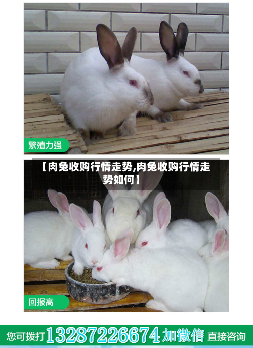 【肉兔收购行情走势,肉兔收购行情走势如何】-第1张图片