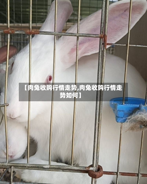 【肉兔收购行情走势,肉兔收购行情走势如何】-第2张图片