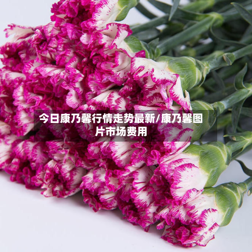 今日康乃馨行情走势最新/康乃馨图片市场费用-第3张图片
