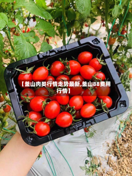 【釜山肉类行情走势最新,釜山88费用行情】-第1张图片