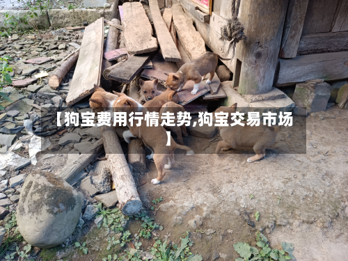 【狗宝费用行情走势,狗宝交易市场】-第1张图片