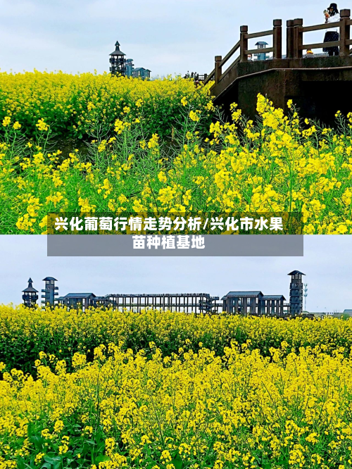 兴化葡萄行情走势分析/兴化市水果苗种植基地-第1张图片