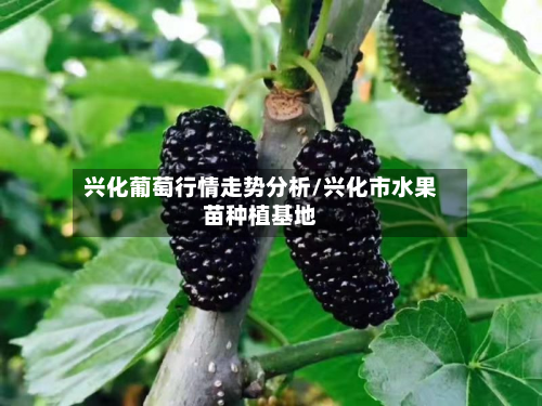 兴化葡萄行情走势分析/兴化市水果苗种植基地-第3张图片