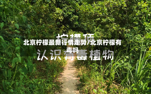 北京柠檬最新行情走势/北京柠檬有毒吗-第1张图片