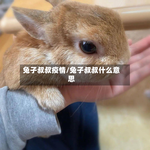 兔子叔叔疫情/兔子叔叔什么意思-第1张图片