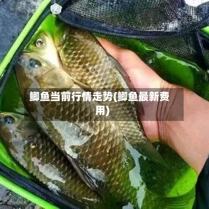鲫鱼当前行情走势(鲫鱼最新费用)-第2张图片