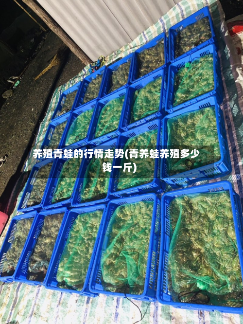 养殖青蛙的行情走势(青养蛙养殖多少钱一斤)-第2张图片