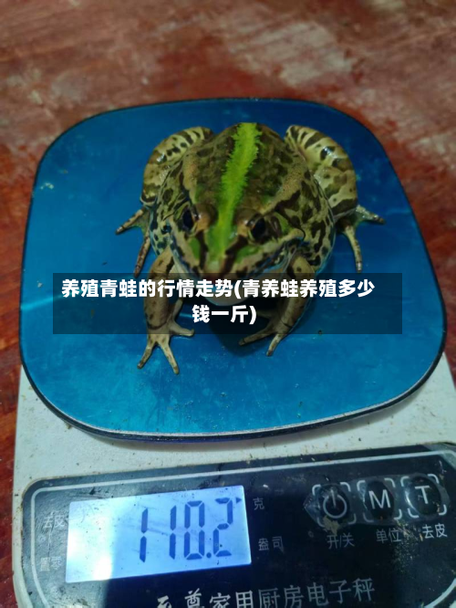 养殖青蛙的行情走势(青养蛙养殖多少钱一斤)-第1张图片