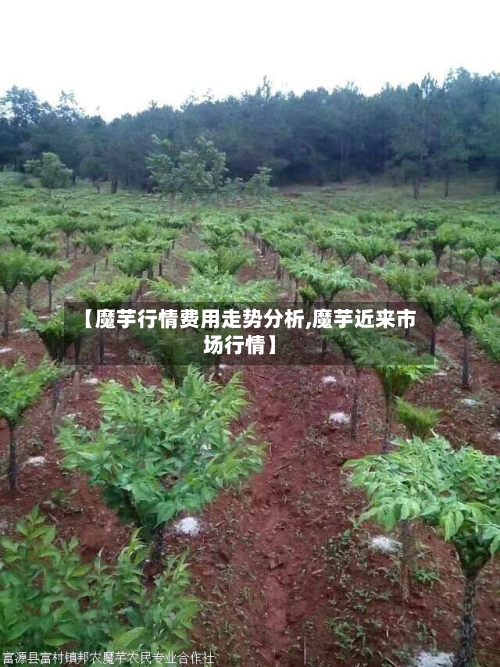 【魔芋行情费用走势分析,魔芋近来市场行情】-第1张图片