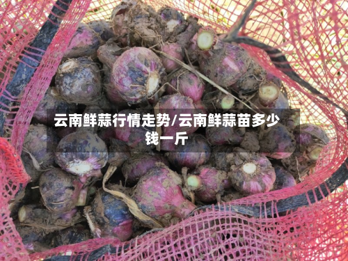 云南鲜蒜行情走势/云南鲜蒜苗多少钱一斤-第2张图片
