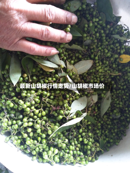 最新山胡椒行情走势/山胡椒市场价-第2张图片