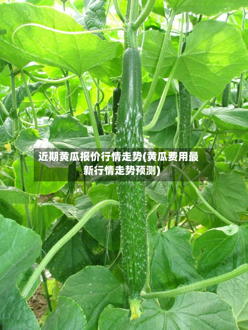 近期黄瓜报价行情走势(黄瓜费用最新行情走势预测)-第3张图片