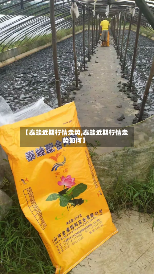 【泰蛙近期行情走势,泰蛙近期行情走势如何】-第1张图片